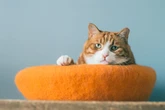Ginger bombshell: Scientists finally crack why most orange cats are boys