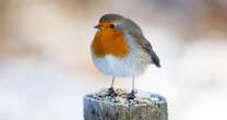 Psychic Sally Morgan explains the significance of robins appearing - there's a sweet reason