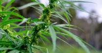London 'could legalise cannabis' as Sadiq Khan plans to examine benefits