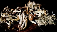 Psylocybina na depresję lekooporną. Nowa Zelandia stawia na psychodeliki