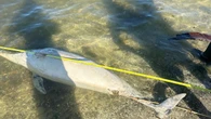 Martwy delfin na plaży nad Zalewem Szczecińskim. Eksperci badają sprawę