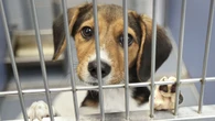 Australia wprowadza obowiązkowe kursy przed adopcją psa