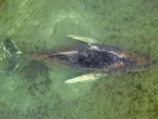 Umweltbehörde bestätigt Toter Wal vor Dänemark ist gestrandeter Ostsee-Wal Timmy