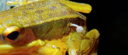 „Sehr ungewöhnlich“ Ein kleiner Pilz wächst auf lebendem Frosch