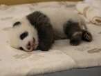 „Das Blöde ist: Die wachsen so schnell“ Panda-Zwillinge im Berliner Zoo sind nun für Besucher zu sehen