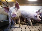 Umfrage unter Europäern 69 Prozent würden für höhere Tierschutzstandards mehr Geld zahlen