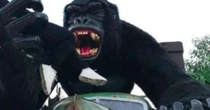 Criança cai de atração do Beto Carrero e sofre traumatismo