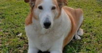 Saiba quem é Silveira, o cão da UFSM queridinho das redes sociais