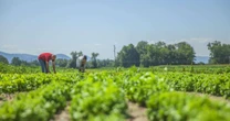 Excedentes da agricultura viram renda com apoio industrial