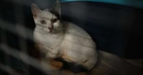 Bem-estar animal: gata e coelha vítimas de maus-tratos são indenizadas pela Justiça na França