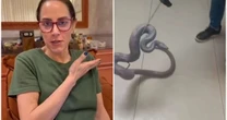 Silvia Abravanel comemora reencontro com cobra de estimação desaparecida há 5 meses