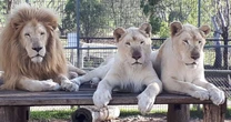 Mulher perde o braço após ser atacada por leoa e zoológico frisa: 'Animal definitivamente não será sacrificado'
