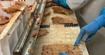 Veto ao foie gras no Brasil reacende tensão comercial com a França após acordo Mercosul-UE