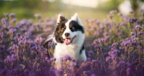 Nova pesquisa redefine "idade humana" de cães e gatos