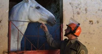 Curso prepara policiais para o uso estratégico da Cavalaria em Porto Alegre
