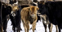 O experimento na Holanda que transformou santuário de animais em campo de extermínio