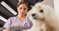A crise de saúde mental que leva tantos veterinários ao suicídio: 'Acham que somos São Francisco e que tratamos ursinho de pelúcia'