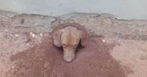 Cachorro fica preso em cano e é salvo por bombeiros; veja imagens