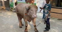 Búfalo albino 'Donald Trump' escapa de sacrifício e vai para zoológico em Bangladesh