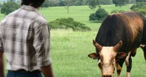Lembra deles? Touro Bandido e Tião, da novela 'América', mantêm relação antiga e especial com a Festa do Peão de Barretos; saiba qual