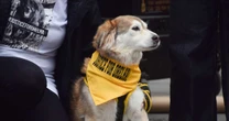 Cão comunitário é encontrado morto com galho na garganta e caso é investigado pela Polícia como maus-tratos em SP