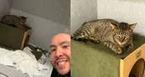 Gato resgatado nos trilhos do Metrô de SP é adotado e ganha nome em homenagem à estação