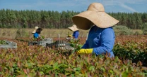 Eucatex integra lista de líderes globais em sustentabilidade