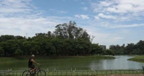 Gripe aviária: USP identifica primeiros casos no Parque do Ibirapuera