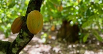 Alto potencial do cacau afasta produtores da pecuária e recupera floresta na Amazônia