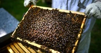 França: abaixo-assinado popular deve forçar debate público sobre lei de reintrodução de pesticida