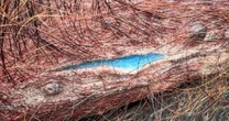 Caçadores encontram porcos selvagens com carne azul e alertam para doenças