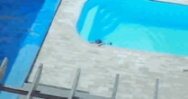 Criança de 2 anos cai em piscina em MG e é salva pelo pai