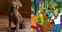 'Scooby-Doo': Netflix revela cachorro que protagonizará novo live-action em vídeo fofo; veja