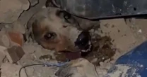 Cão resgatado dos escombros viraliza após terremotos na Venezuela