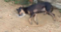 Polícia investiga mortes por envenenamento de mais de 20 cães e gatos na Bahia