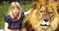 O dia em que uma jovem Jodie Foster quase foi devorada por um leão