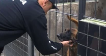 Heróis de quatro patas: Cães do Denarc ajudam a combater o crime no RS