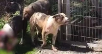 VÍDEO: Idosa é atacada por três cães da raça pitbull em Sapiranga