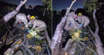 Trabalhador morre após ser atingido por tronco de árvore durante poda em fazenda de GO