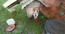 Denúncia anônima mobiliza autoridades e resgata cão mantido preso no RS