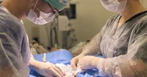Gato atingido por tiro de chumbinho é salvo em cirurgia de emergência em UPA Veterinário