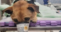 Cão sobrevivente de enchente no RS é atropelado com a tutora um dia após ser adotado; veja vídeo