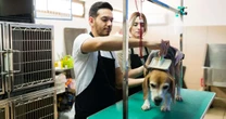 CEO lista dicas e tendências para profissionais do setor pet