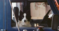 Cadela Panda vence a Palm Dog no Festival de Cannes 2025