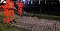 Jacaré é resgatado por bombeiros após ser flagrado em rua de cidade na Bahia; veja
