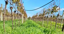 RS leva viticultura sustentável à pauta da COP30