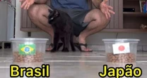 Gato vidente "crava" classificação do Brasil sobre o Japão na Copa do Mundo