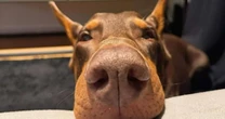 Conheça Nero, o doberman que viralizou no TikTok: 'Na dele, equilibrado', diz tutor
