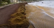 Algas marinhas invadem o Caribe em nível recorde e geram preocupação para a saúde pública e o turismo local
