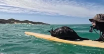 'O primeiro canguru surfista': dupla viraliza com resgate inusitado em alto mar